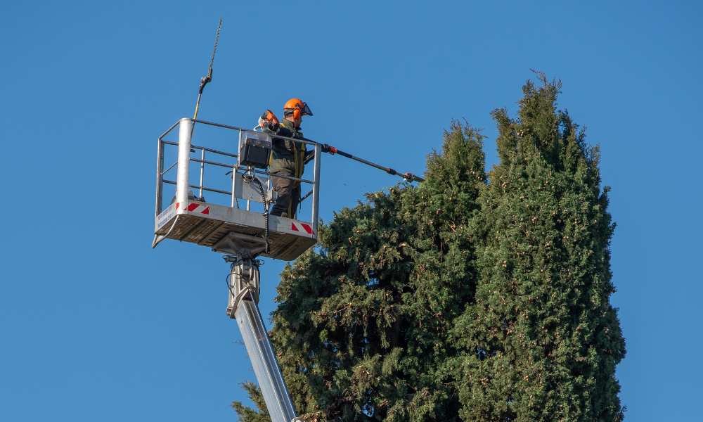 tree pruning