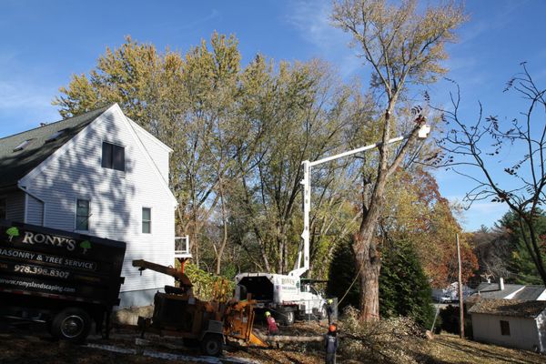 local tree removal